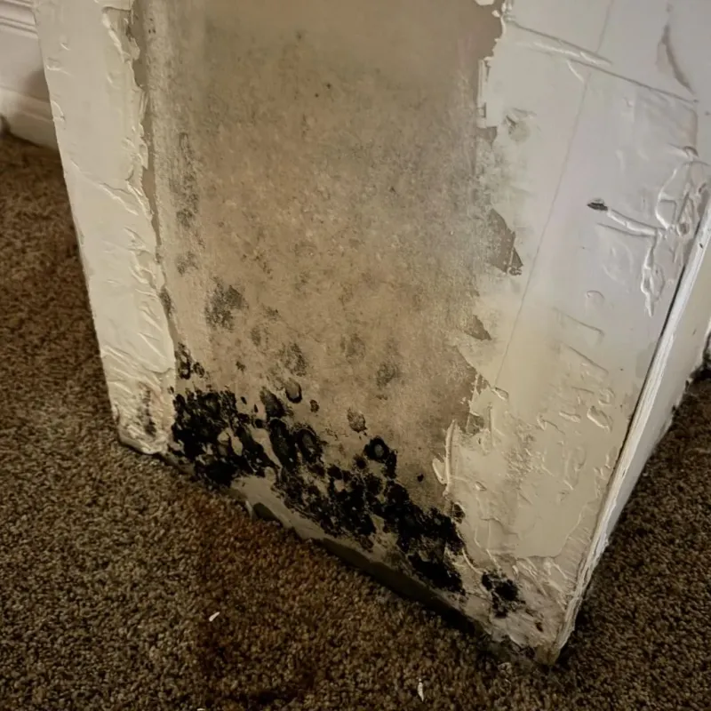 Professional Mold Removal in Locust, NC